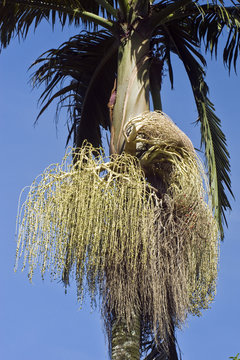 Palm tree with ripe red fruits