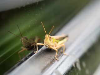 The Grasshopper Perched on The Car