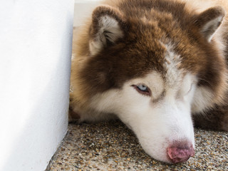 Siberian Husky Lying on The Stairs