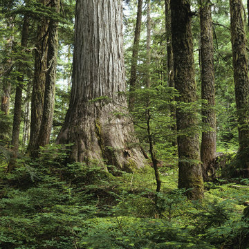Yellow Cedar, Caren Range, Sechelt Peninsula, British Columbia, Canada.