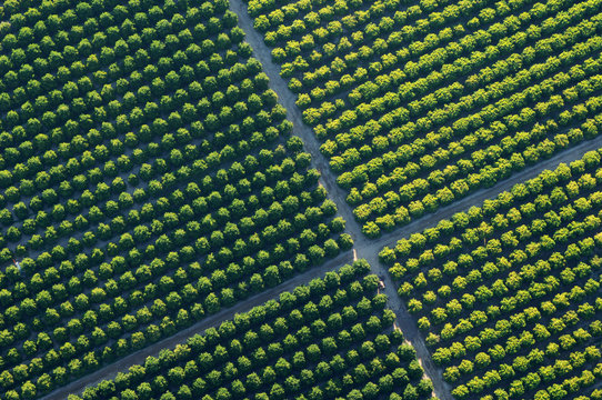 Aerial view of vineyards
