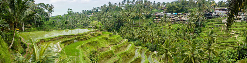 Fototapeta premium Panorama sur les rizières de Tegalalang, Bali, Indonésie