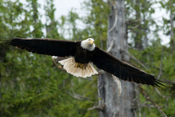 American Bald Eagles