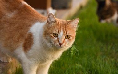 Cat standing on green grass. 