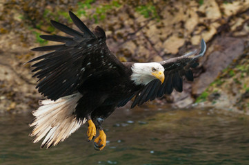 American Bald Eagles