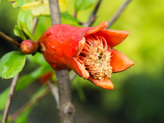 Orange Pomegranate Fruit Blooming