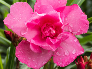 Pink Rose Bay Blooming