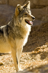 Mexican Wolf