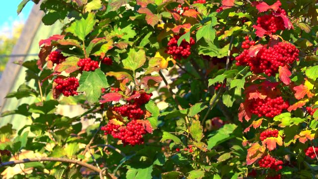 Clusters of ripe red guelder rose slightly waving on the wind close-up 4K