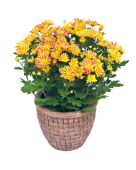 Fall mums flowers in clay pot separated on white background