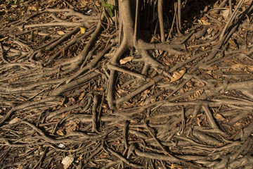 A trip to the nature of Jaqueira Park in Recife.