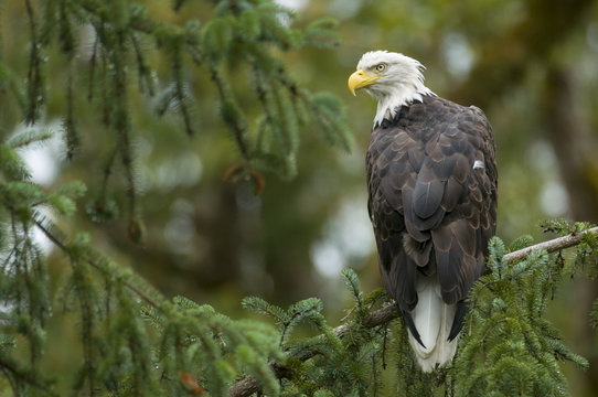 A Bald Eagle, Haliaeetus leucocephalus, perched in Bella Coola, British Columbia