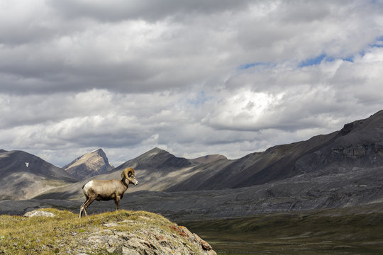 Bighorn sheep in Wilcox Pass, Jasper National Park, Alberta, Canada