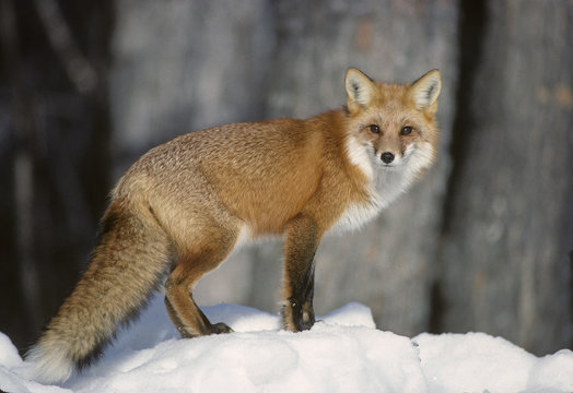 Red Fox (Vulpes vulpes) Adult is regarded as cunning but, many field observers believe it is extremely cautious and capable of learning from experiences. Algonquin Provincial Park, Ontario, Canada.