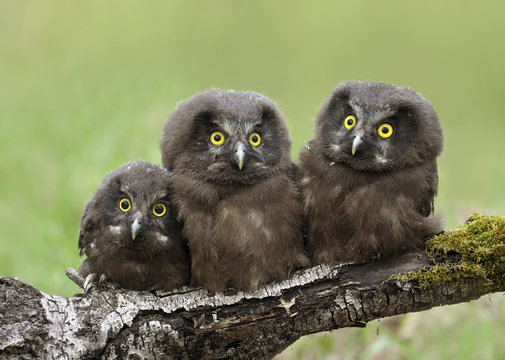 Three Boreal Owl chicks, Aegolius funereus, perched on a log in the Nisbet Forest, Saskatchewan,Canada