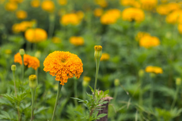 Obraz premium Beautiful orange marigold.