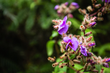 The blossoming myrtle flowers closeup