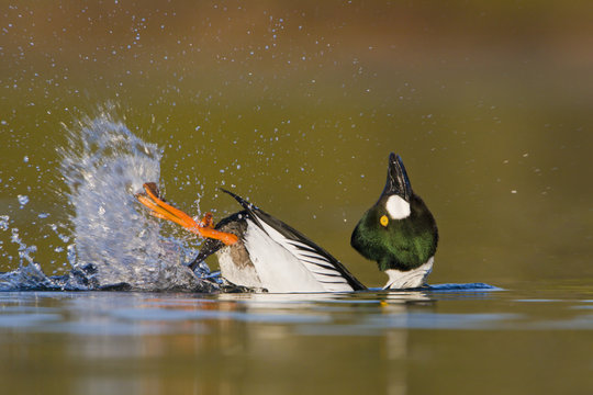 A male Common Goldeneye (Bucephala clangula) performing his courtship behaviour in Victoria, British Columbia, Canada.