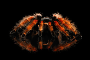 Close-up Big hairy Red Tarantula Theraphosidae isolated Black Background with Reflection - obrazy, fototapety, plakaty