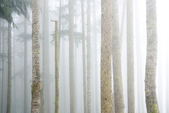 Fog moves through a patch of old-growth western hemlocks in the Gordon River Valley near Port Renfrew, Vancouver Island, British Columbia, Canada.