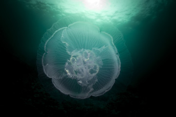 Aurelia jellyfish is swimming in the deep