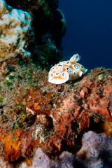 Beautiful nudibranch