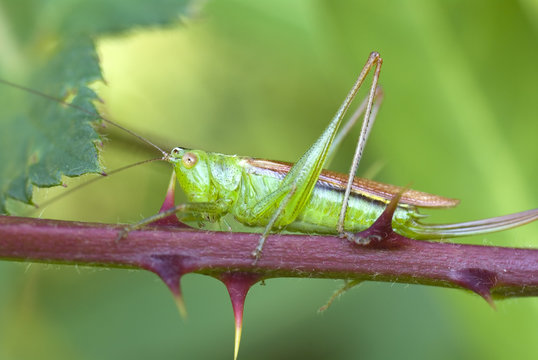 Katydid, Canada