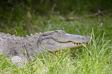 an american alligator
