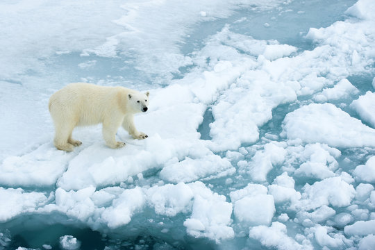 Polar bear on pack ice, Svalbard Archipelago, Norwegian Arctic