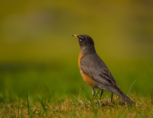 Robin standing on grass