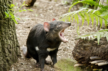 Tasmanian Devil