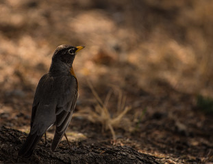 Robin from behind standing on the ground