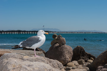 Seagull perched on rocks with surfers in background.