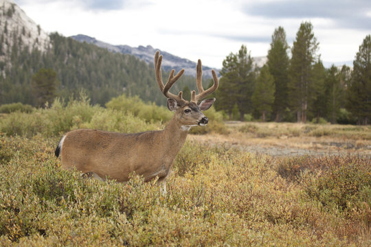Mule deer, Odocoileus hemionus, Yosemite NP, California, USA