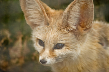 fennec fox