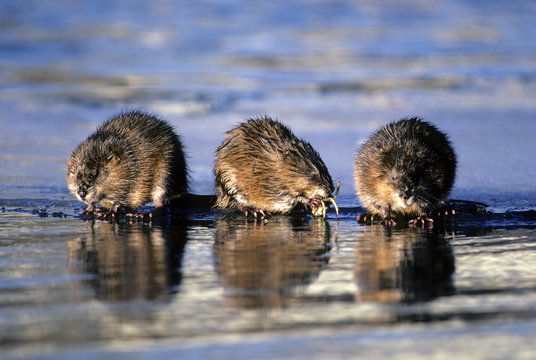Wintering muskrats (Ondatra zibethicus) eating underwater bulbs on the edge of the ice, central Alberta, Canada