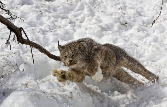 Lynx (Lynx canadensis) pouncing, near Watson Lake, yukon.