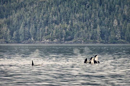 Orcas, Orcinus&nbsp;orca, in the Johnstone Straight near Vancouver Island, British Columbia