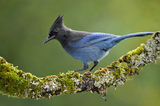 Steller's Jay (Cyanocitta stelleri) on mossy perch at Victoria, Vancouver Island, British Columbia, Canada