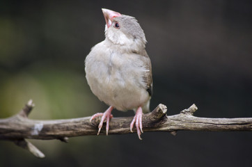 java sparrow