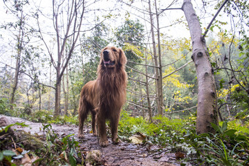 A golden retriever in outdoor jungle