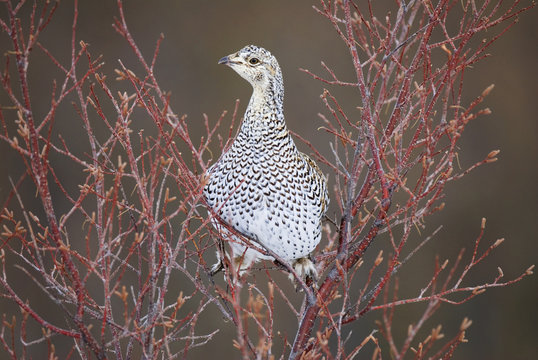 Sharp-tailed Grouse (Tympanuchus phasianellus) Adult. Fairly numerous and widespread in open areas from northern bogs and woodland margins to grass plains and sagebrush. Roosts under snow in winter and feeds in trees on twigs and buds. Waterton Lakes National Park, southwest Alberta, Canada.