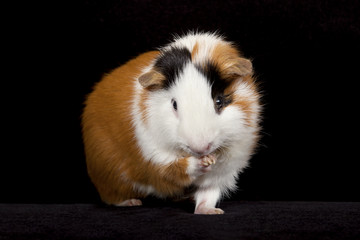 Adult male American Guinea Pigs (Cavia porcellus) 