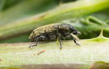 Rhinocyllus conicus on thistle stem
