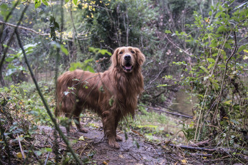 A golden retriever in outdoor jungle