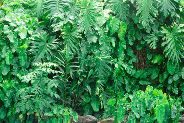 green tropical plants leaves background