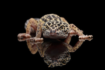 Leopard Gecko Eublepharis macularius Isolated Black Background with reflection, Front view on...