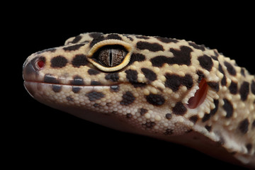 Close-up head of Leopard Gecko Eublepharis macularius Isolated Black Background, Side view on Eyes