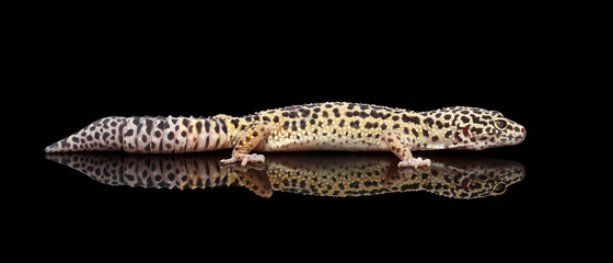 Leopard Gecko Eublepharis macularius Isolated Black Background with reflection, Side view on full length