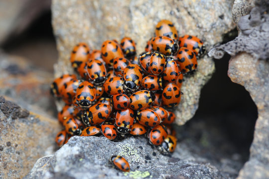 ladybugs on mt loki purcell mountains, British Columbia, Canada